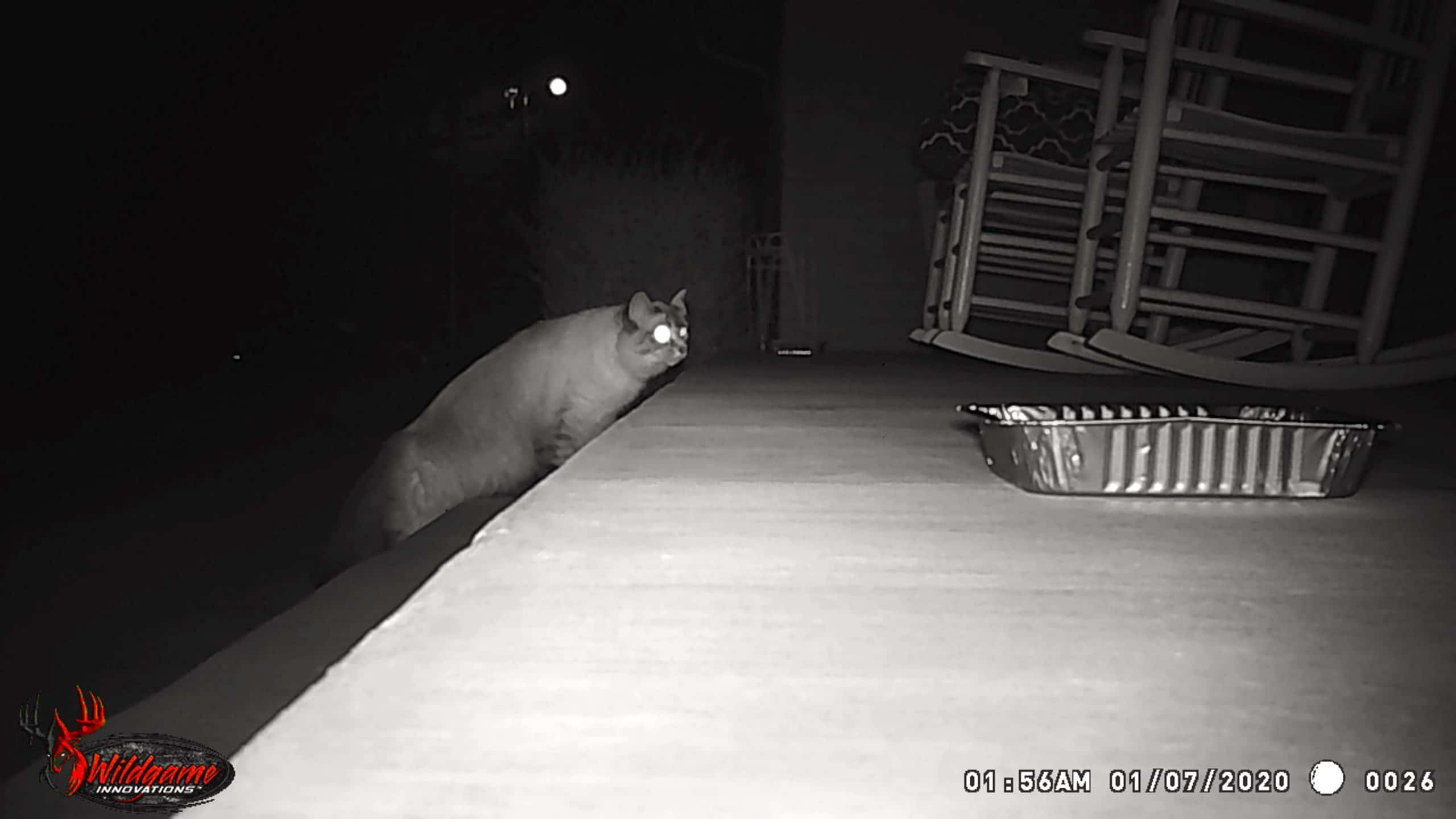 Tom sneaking on the porch for some food.