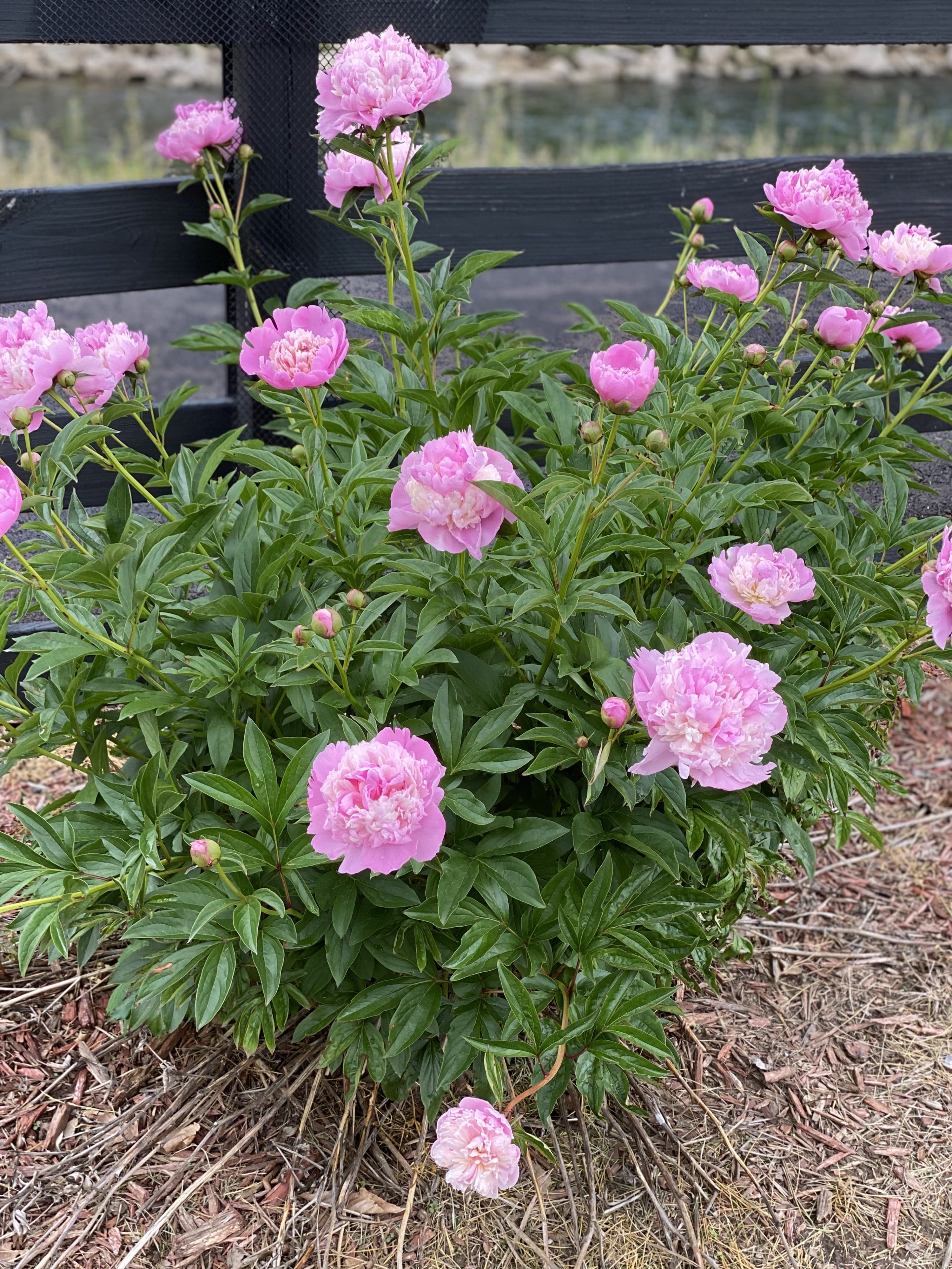 pink peony bush