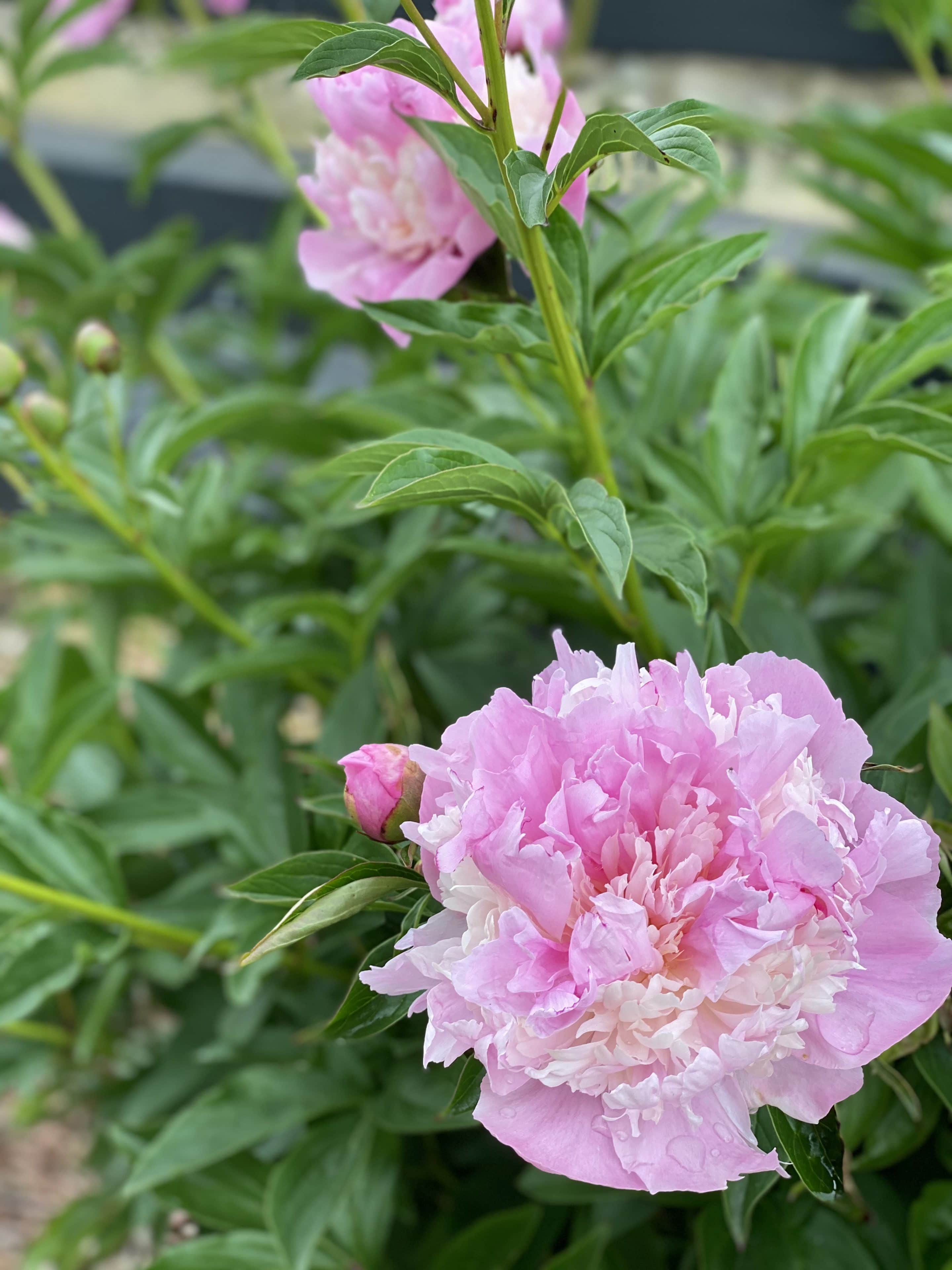 pink peony bloom
