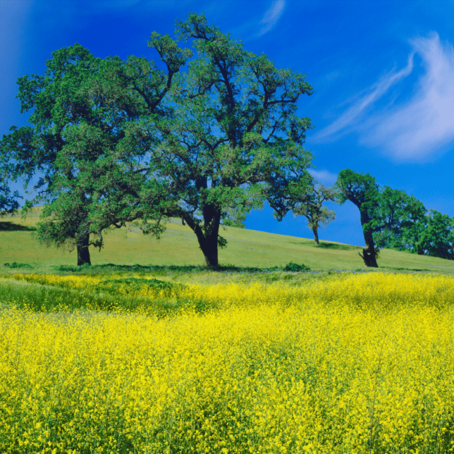 mustard plants and a tree